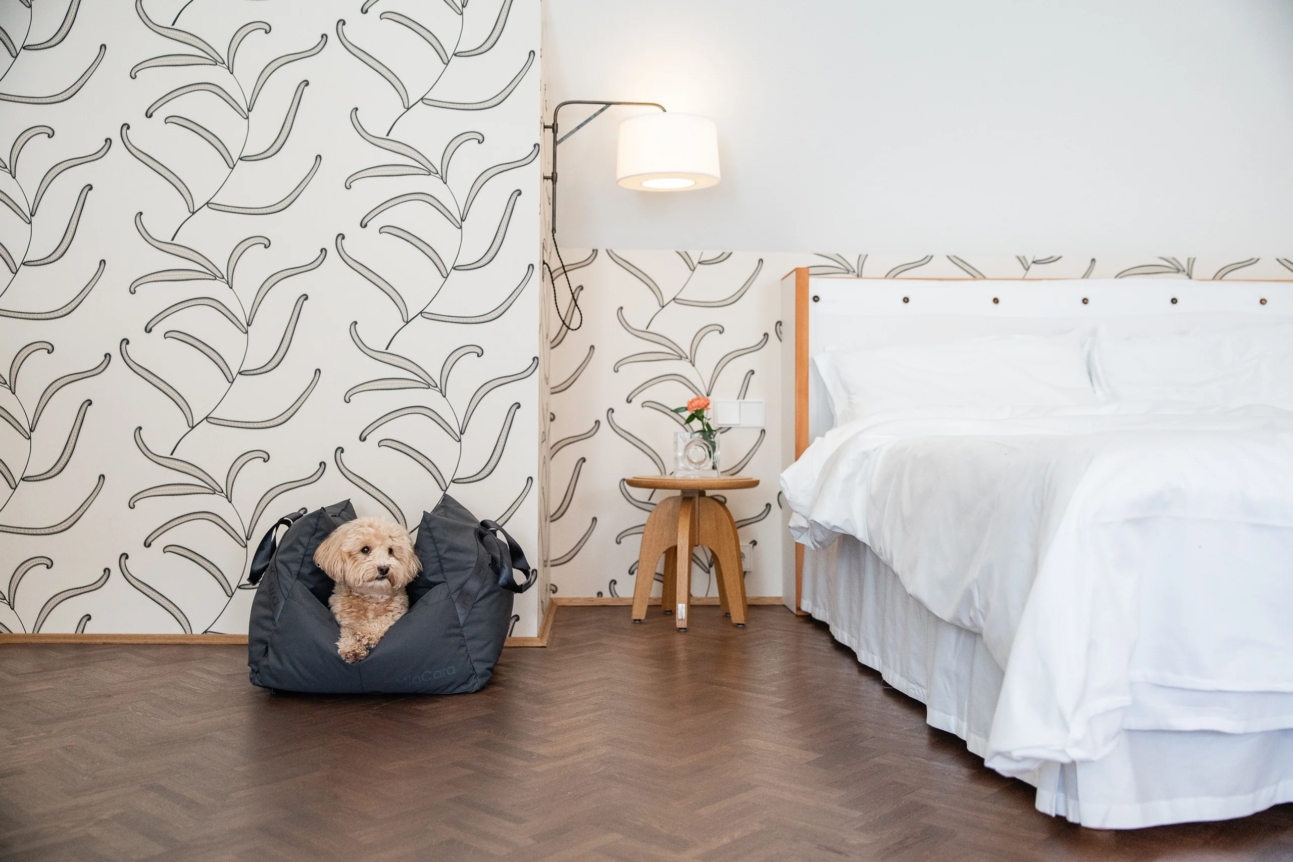 Designklassiker für Hund und Katze
