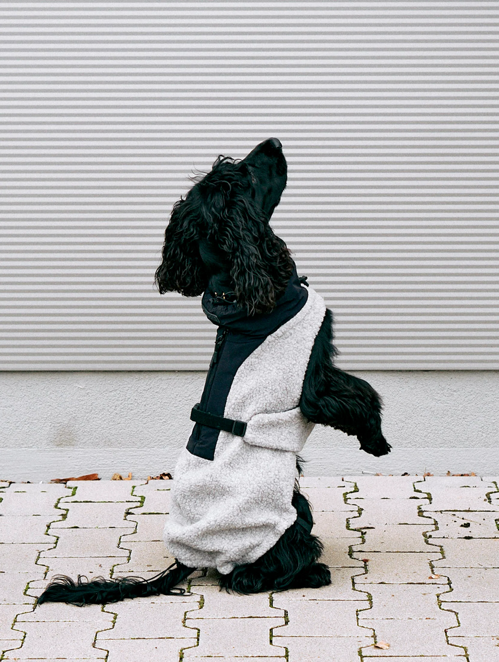 Emilia - Image 4